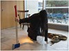 BELFAST INTERNATIONAL FESTIVAL OF PERFORMANCE ART - 2013