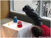 BELFAST INTERNATIONAL FESTIVAL OF PERFORMANCE ART - 2013