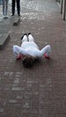 A new performance art festival on performers’ world map: OFFSCENICZNY Festival of Performative Activities (April 11-13th, 2013) in Czestochowa, Poland.