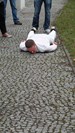 A new performance art festival on performers’ world map: OFFSCENICZNY Festival of Performative Activities (April 11-13th, 2013) in Czestochowa, Poland.